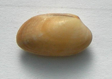 Venerupis senegalensis